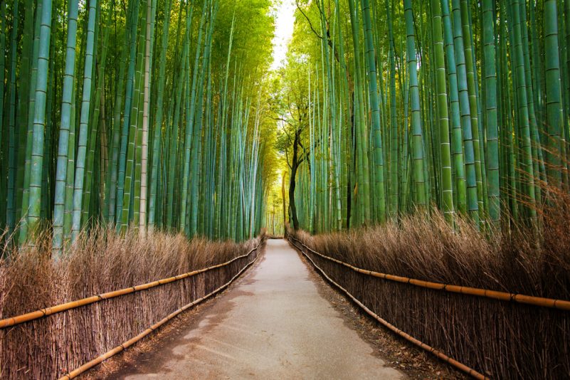 Walking path in the middle of a tall bamboo forest